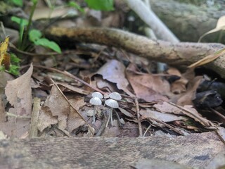 fly agaric mushroom