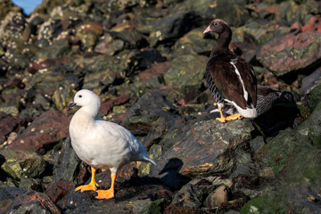 Male (white) and female of Kelp Goose (Chloephaga hybrida) on lagoon in Ushuaia, Land of Fire (Tierra del Fuego), Argentina