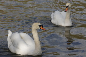 Obraz premium Swan on the water. Photo for art decoration and blog story.