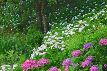 色とりどりのあじさいたち
