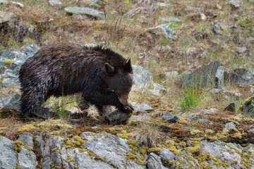 Black bear in Canada stroling through the grass looking for food. Lifting rocks to check for small creatures.