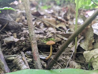 Mushroom in the forest