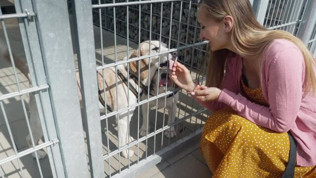 Woman looking for a dog to adopt in an animal sanctuary