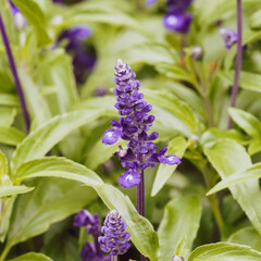 Inflorescence en épis duveteux de salvia farinacea ou sauge farineuse aux fleurs bicolores bleu violet et blanc 