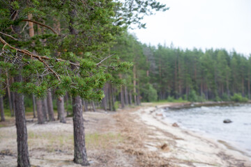 Fototapeta premium Sandy shore of the lake near the forest in Karelia