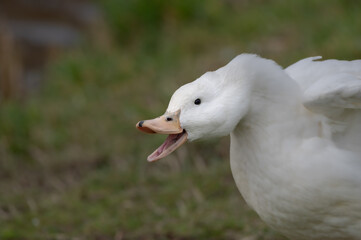 White duck defending it's territory with beak wide open