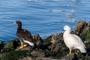Male (white) and female of Kelp Goose (Chloephaga hybrida) on lagoon in Ushuaia, Land of Fire (Tierra del Fuego), Argentina