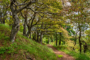 Fototapeta premium Weg durch einen Krüppelbuchenhain im Erzgebirge