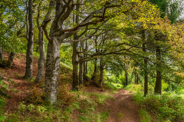 Fototapeta premium Weg durch einen Krüppelbuchenhain im Erzgebirge