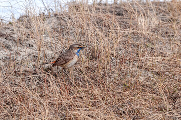 Bluethroat (Luscinia svecica) in Barents Sea coastal area, Russia