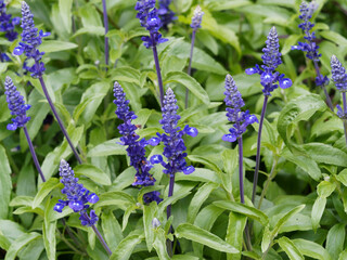 Salvia farinacea, Buisson de sauge bleue à floraison duveteuse en épis de fleurs bleue à bleu...