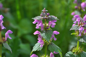 It blooms in nature deaf nettle purple (Lamium purpureum)