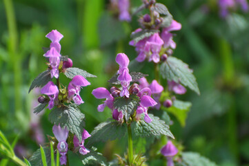 It blooms in nature deaf nettle purple (Lamium purpureum)