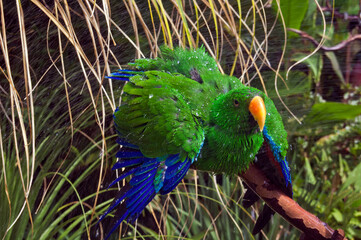 Male of Eclectus Parrot (Eclectus roratus) 