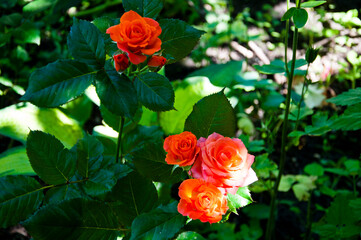 The rose garden. orange rose bush. Beautiful fresh roses in nature. orange tea roses bush in the garden. so soft and tender