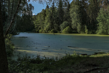Overgrown pond in the forest