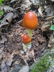 red mushrooms in the forest