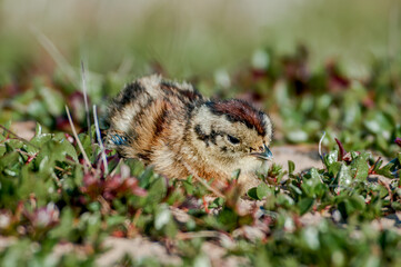 Willow Ptarmigan (Lagopus lagopus) chick in Barents Sea coastal area, Russia