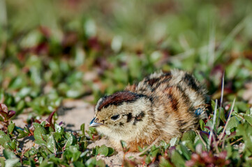 Willow Ptarmigan (Lagopus lagopus) chick in Barents Sea coastal area, Russia