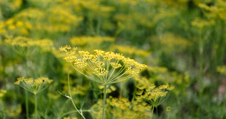 Fennel blossoms. Fennel flowers. Fennel seeds. Seasoning for food. Fennel in a garden.