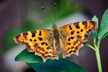 Obraz premium C-Falter ( Polygonia c-album, Syn.: Nymphalis c-album ).
