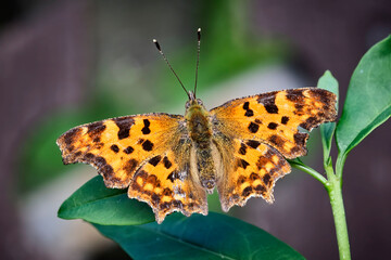 C-Falter ( Polygonia c-album, Syn.: Nymphalis c-album ).