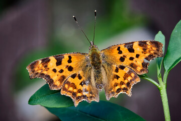 C-Falter ( Polygonia c-album, Syn.: Nymphalis c-album ).