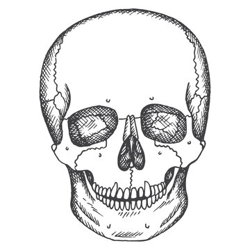 Human skull. Vector sketch isolated illustration. Medical hand drawn pictures.