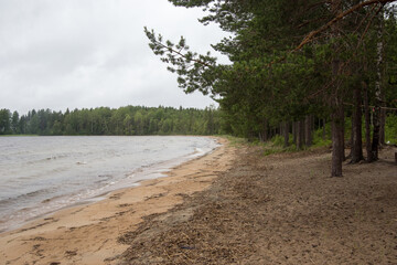 Sandy shore of the lake near the forest in Karelia
