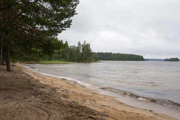Sandy shore of the lake near the forest in Karelia