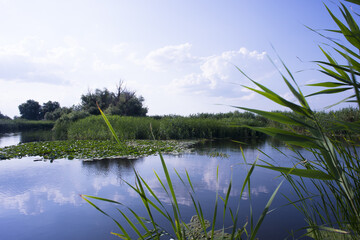 Danube Delta landscape with water canals and vegetation on a hot summer day with blue sky and white clouds