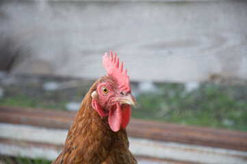 rooster in the farm