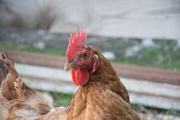 rooster in the farm