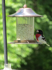 Back yard bird feeder
