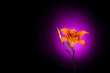 Orange Day-Lily on black background with purple highlight horizontal format image text copy space