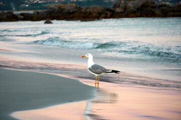 
Seagull perched on its legs on the shore of the sea bathing with the waves, in Rias Baixas, Galicia at sunset