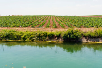 Fototapeta na wymiar Irrigation canal along the pepper farm at Adana province, Central of Turkey