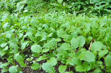 Mustard sprouts grown for organic green fertilizer