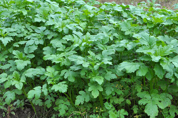 Mustard sprouts grown for organic green fertilizer