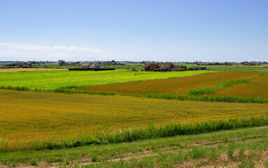 Cultivated fields with the background of houses. Ca 'Venier Island, Veneto Regional Park of the Po Delta, Italy.
