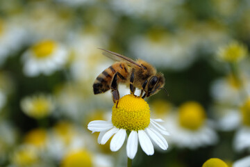 Biene auf Kamillenblüte - Stockfoto