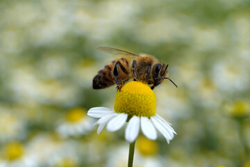 Biene auf Kamillenblüte - Stockfoto