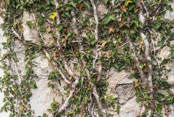 Old medieval stone wall in abandoned destroyed settlement,  with climbing woody evergreen vine ivy plant. Good as texture planty or old architectural background.