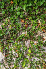 Old medieval stone wall in abandoned destroyed settlement,  with climbing woody evergreen vine ivy plant. Good as texture planty or old architectural background.