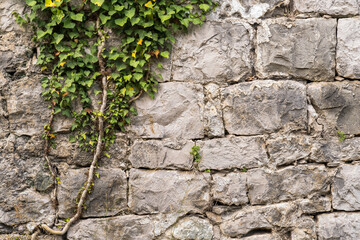 Old medieval stone wall in abandoned destroyed settlement,  with climbing woody evergreen vine ivy plant. Good as texture planty or old architectural background.