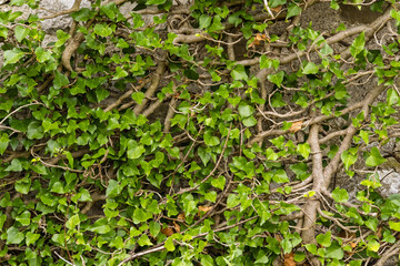 Old medieval stone wall in abandoned destroyed settlement,  with climbing woody evergreen vine ivy plant. Good as texture planty or old architectural background.