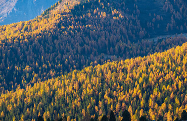 Sunny colorful autumn alpine mountain larch and fir forest scene. Picturesque traveling, seasonal, nature and countryside beauty concept or background scene. - obrazy, fototapety, plakaty