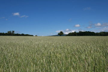 Kornfeld Anfang Juni und blauer Himmel - Stockfoto