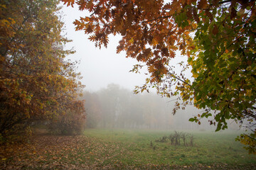 fogy weather in the park