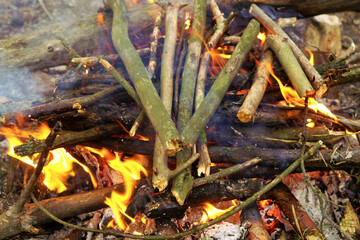 Firewood of dry branches is burning in the wood. Summer camp concept